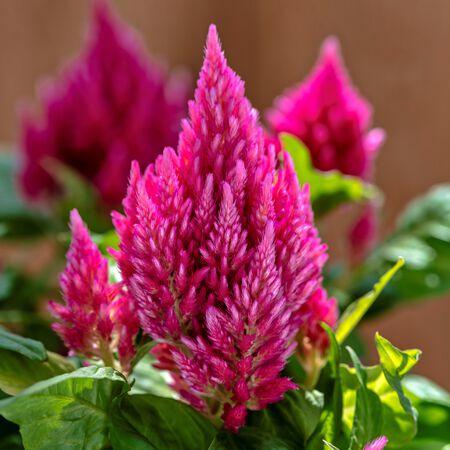 Salmon Pink Kimono, Celosia Seeds - Packet image number null